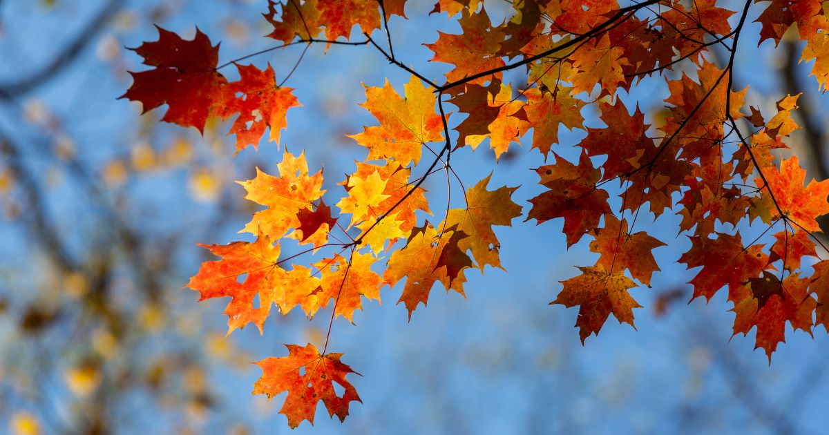 Fall – September to November