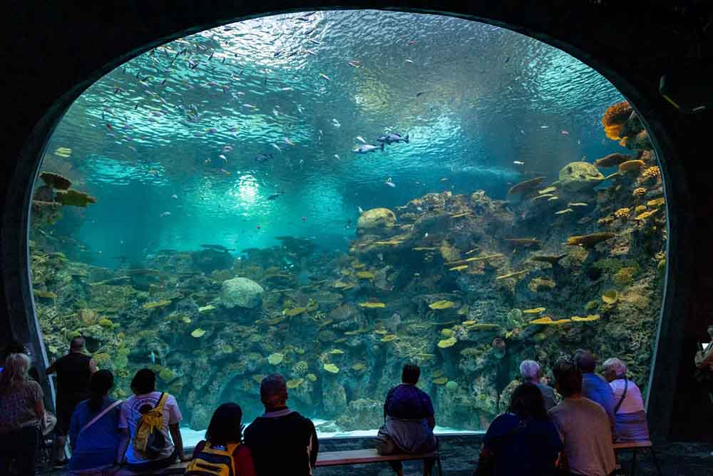 Guests at the Seattle aquarium enjoy the Reef Room exhibit in the brand new Ocean Pavilion.