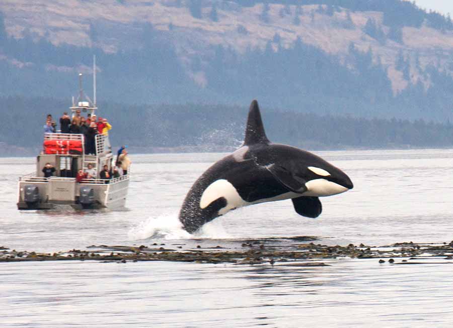 An Orca whale breaches the water on a Seattle whale watching tour.