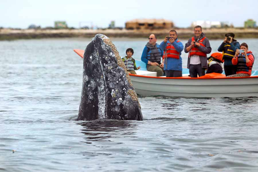 passengers aboard a small tour boat whale watching in Seattle.