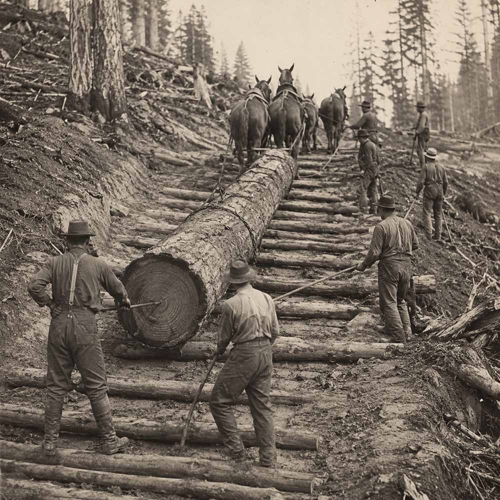 Seattle Skid Road history. Oxen and horse teams hauling a log over a greased skid road toward the water.